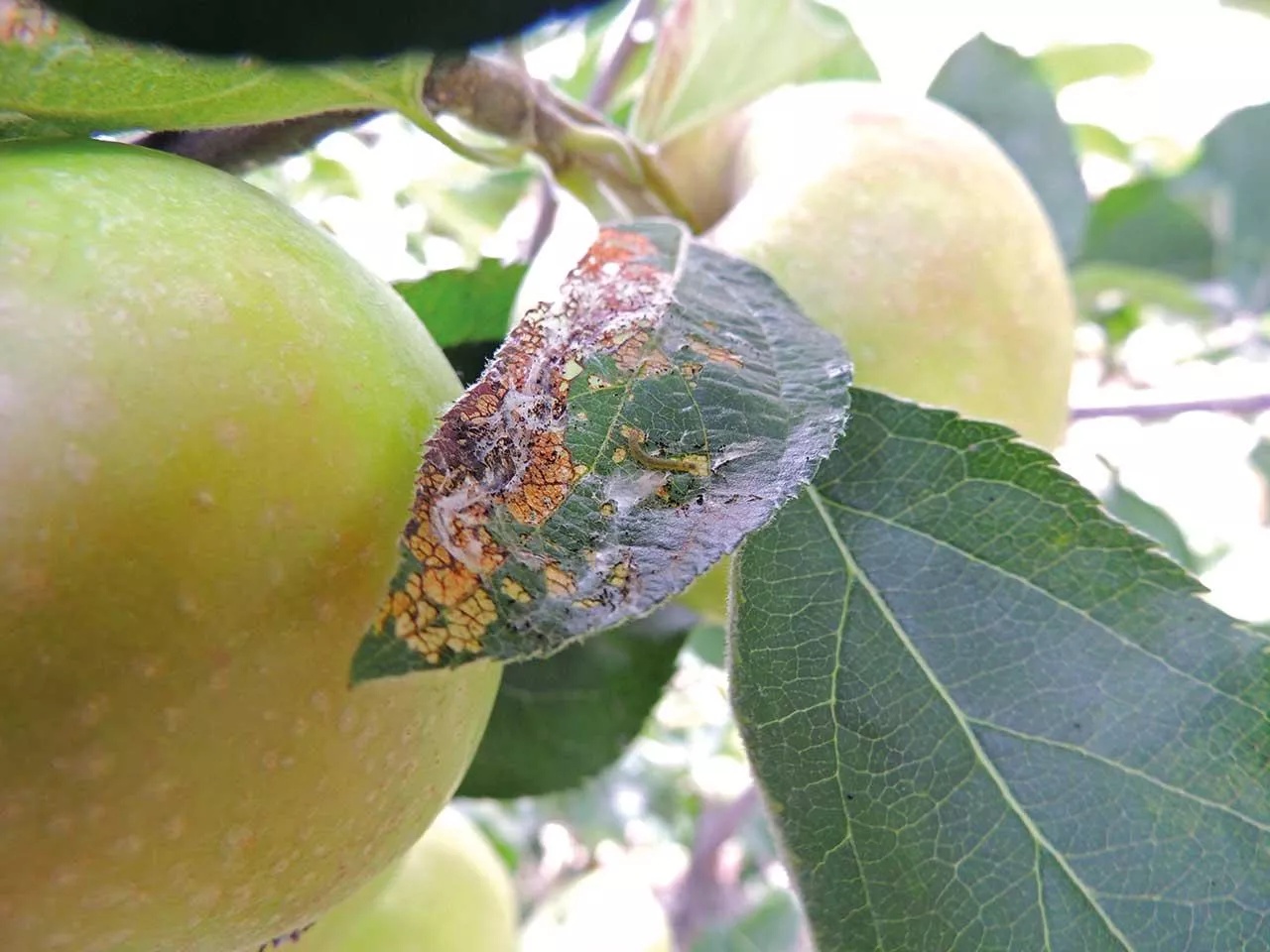Ostatnie zabiegi zwalczające szkodniki przed zbiorem jabłek