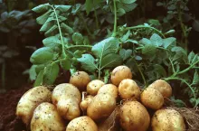 Die Europäische Kommission hat Amflora, die gentechnisch optimierte Stärkekartoffel der BASF, für die kommerzielle Nutzung in Europa genehmigt. Damit kann die Kartoffel für die Erzeugung industrieller Stärke eingesetzt werden.

Amflora, BASF‘s genetically optimized starch potato, has been approved by the European Commission for commercial application in Europe. The potato can now be used for the production of industrial starch.