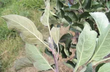 Liście na pędzie jabłoni uszkodzone przez pordzewiacza jabłoniowego