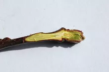 Zdrowy pąk jabłoni