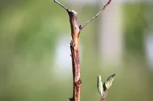 Zgorzel kory na młodym drzewku jabłoni