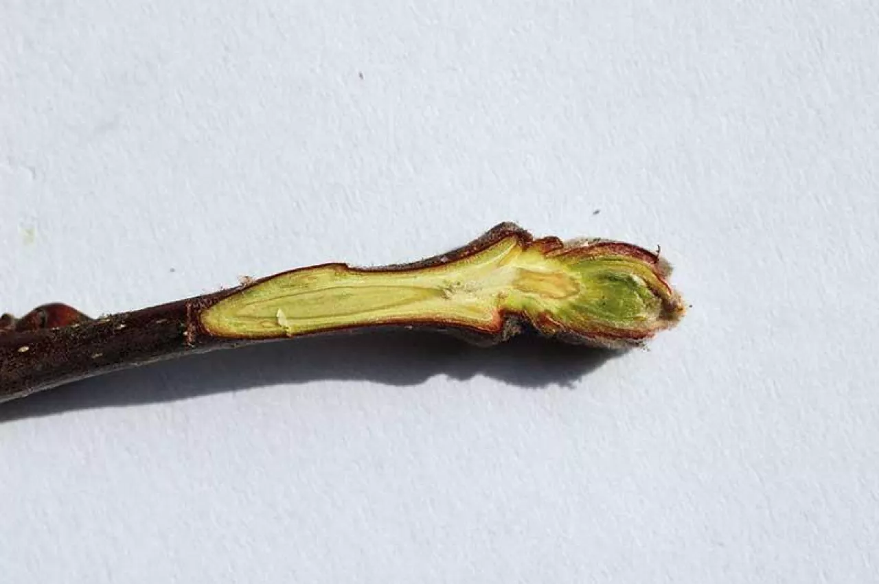 Zdrowy pąk jabłoni