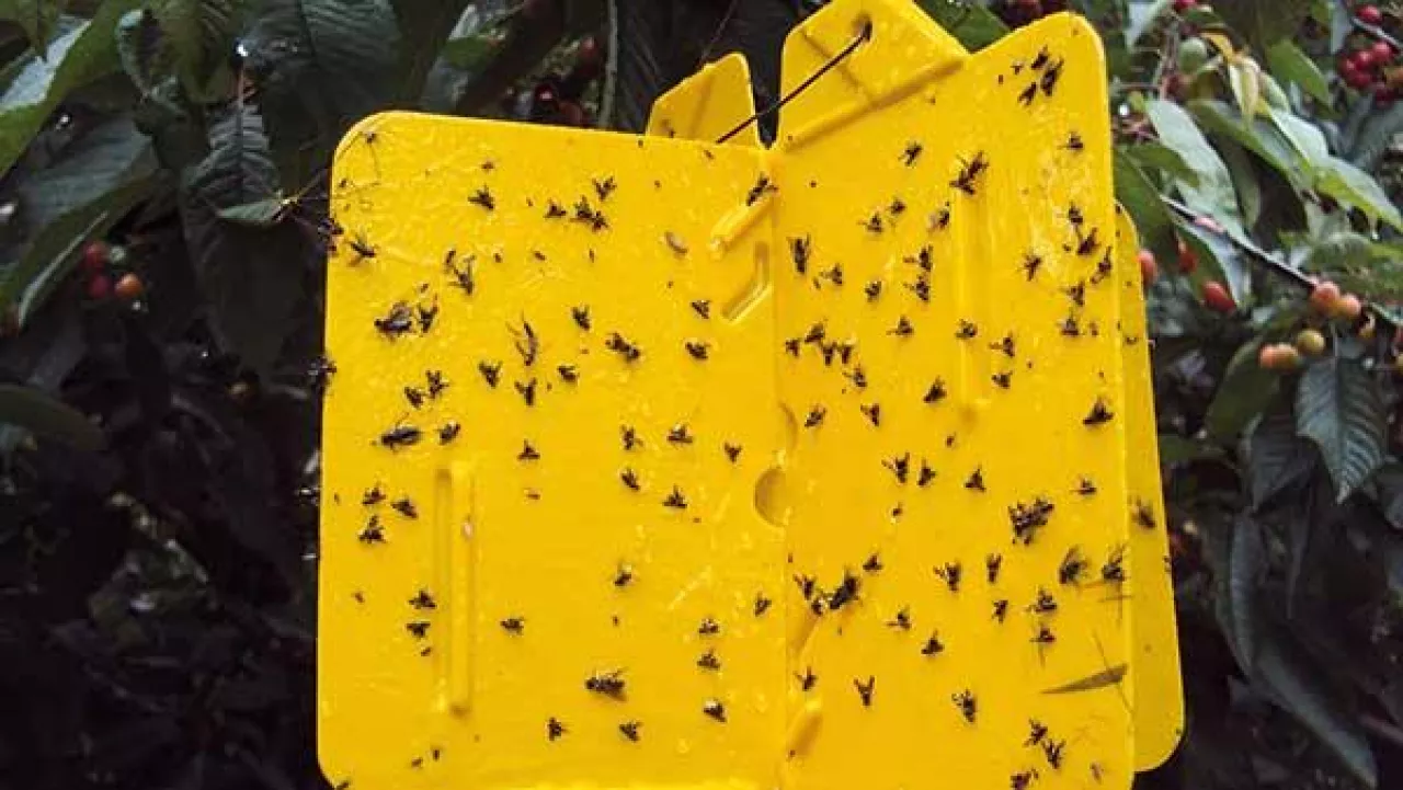 Monitoring aktywności szkodników przez obserwację odłowów na pułapkach lepowych