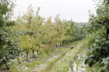 Nawożenie sadow po trudnych sezonach