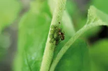 Mszyca jabłoniowa - gatunek jednodomowy