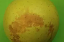 Choroby fizjologiczne jabłek