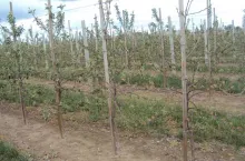 Placowe zamieranie jabłoni na skutek uszkodzeń mrozowych