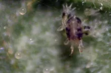 Forma dorosła i jaja przędziorka chmielowca