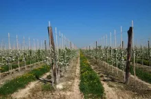 Młode kwatery jabłoni w sadzie pod Ridkiwcami k. Czerniowców