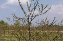 Brzoskwinia przed cięciem. Na tym młodym drzewku prowadzonym na przewodniku wyrasta za dużo pędów