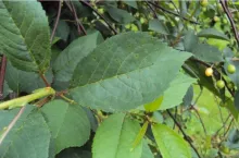 Nieznaczne objawy porażenia drobną plamistością liści drzew pestkowych na górnej stronie liści