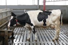 229456