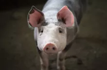 445505
