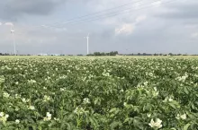 Tab. 1. Podział przydatności poplonów w uprawie ziemniaków