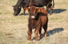 445264
