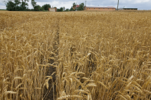 445265