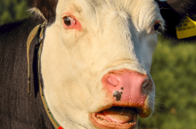 444249