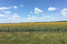 pole ukraina