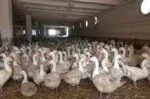 499225