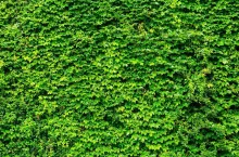 Green ivy wall