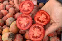 przekrojony pomidor