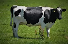 225412