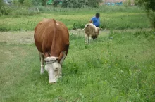 Krowy na