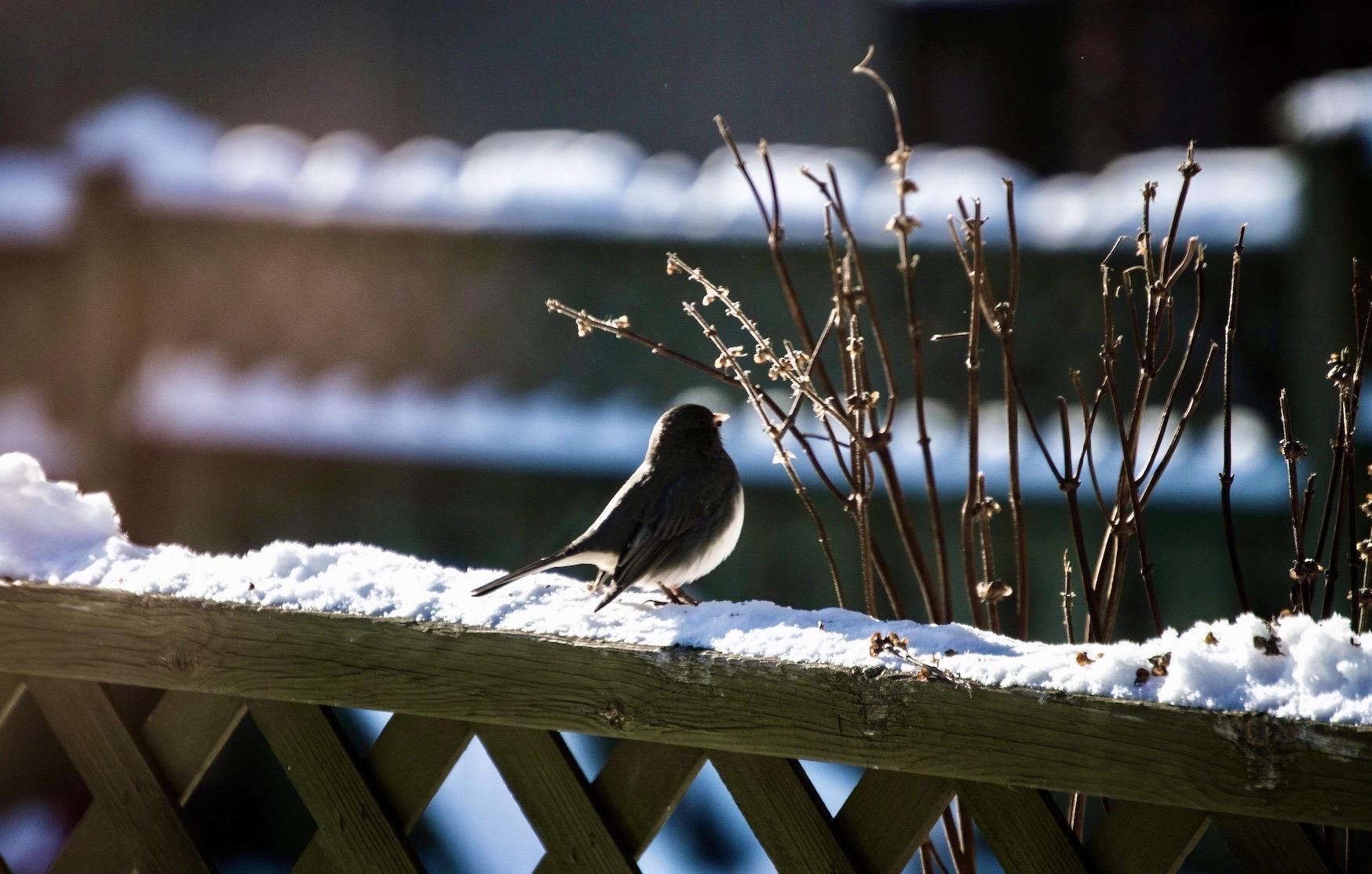 Kwitną, gdy wszystko śpi. Oczary zachwycają zimą