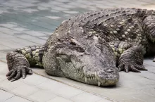 918737