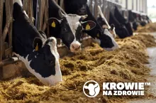 agriculture industry, farming and animal husbandry concept - herd of cows eating hay in cowshed on dairy farm
