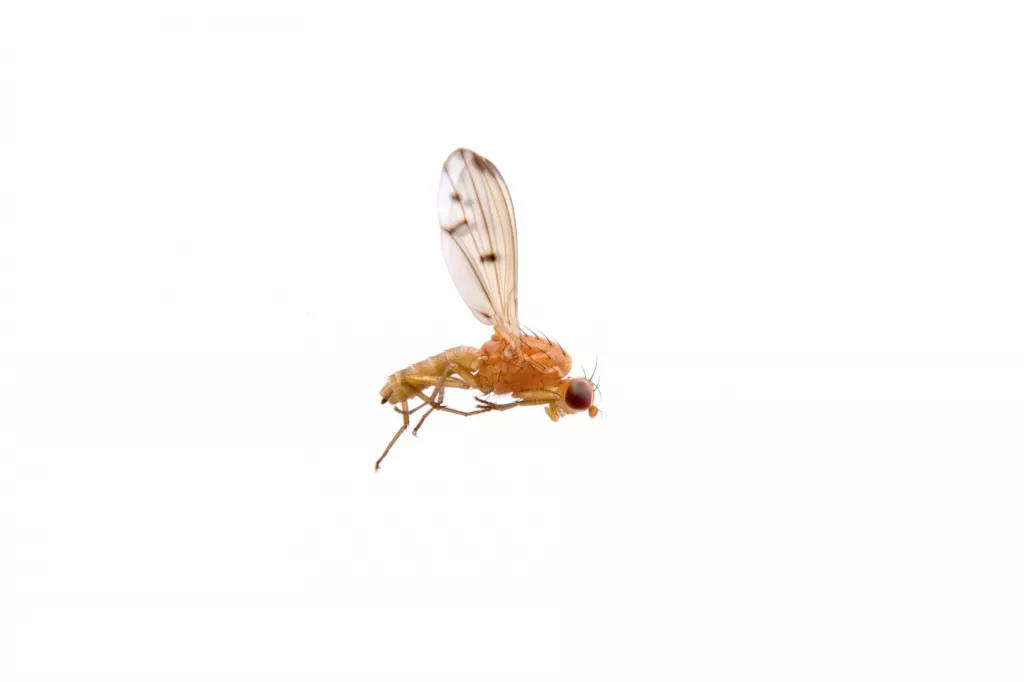 Lying orange fly isolated on a white background