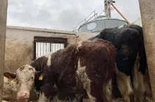 223967