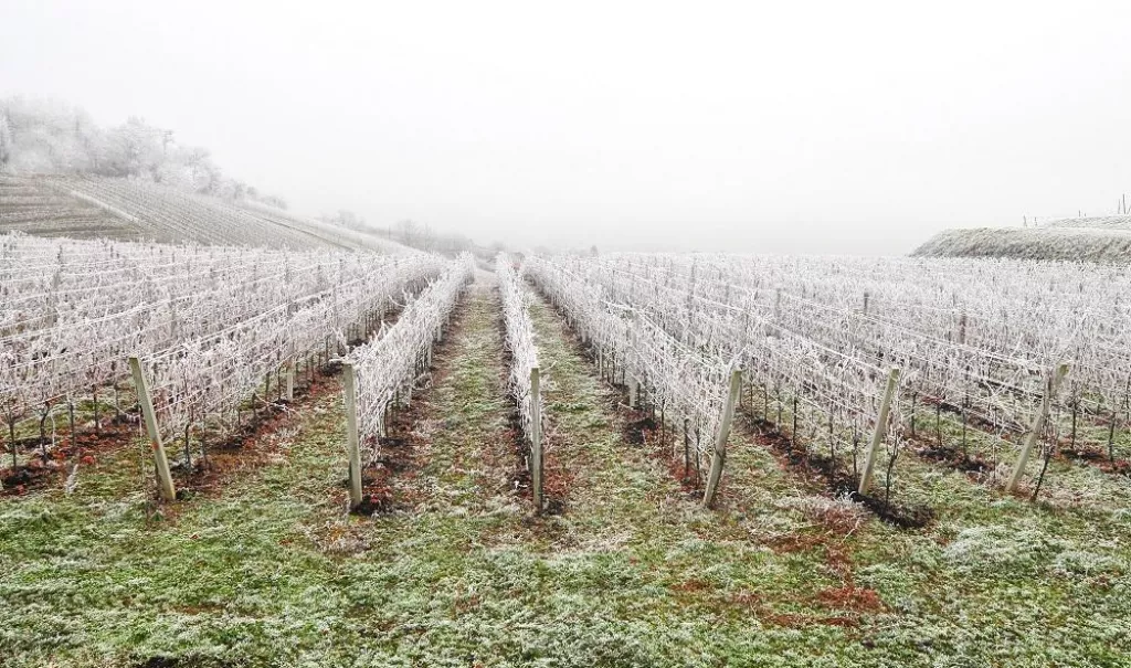 Photo of frost covered vineyard in winter