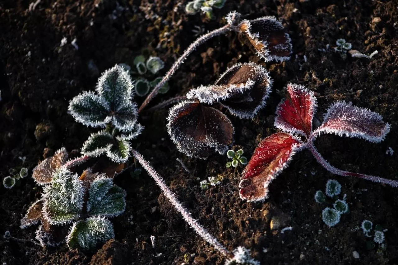 A strawberries leaves in the winter garden is covered with frost and hoarfrost