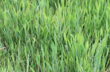 Zboża - Niedobór NPK