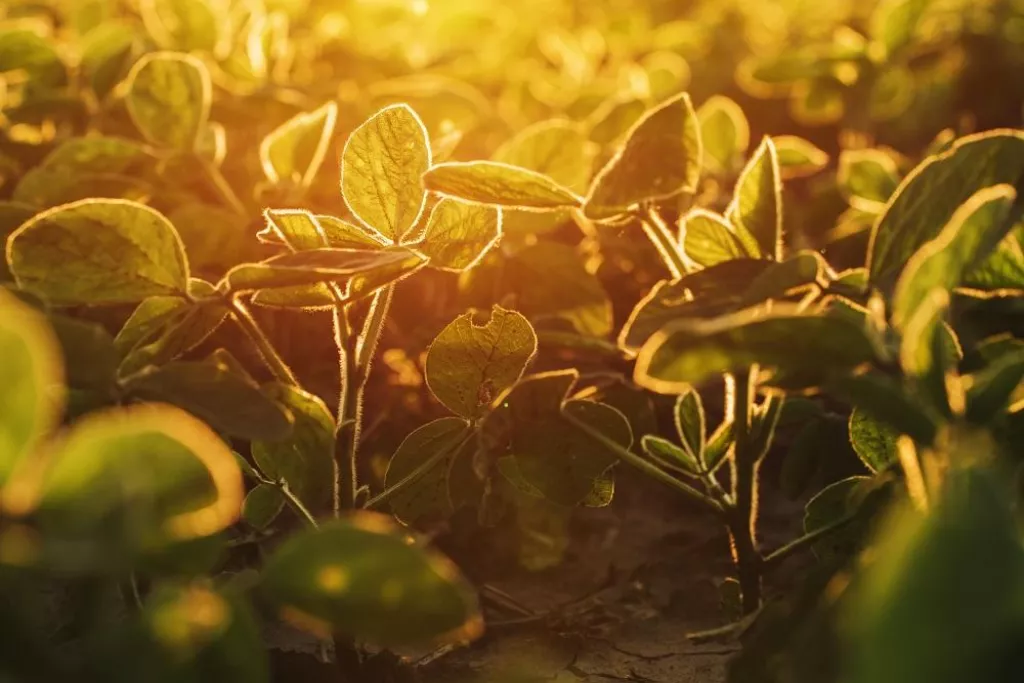 Organic soybean field in sunset, selective focus