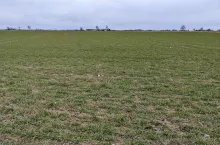 Zboże, pole w marcu