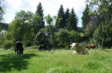 Krowy na pastwisku, wieś