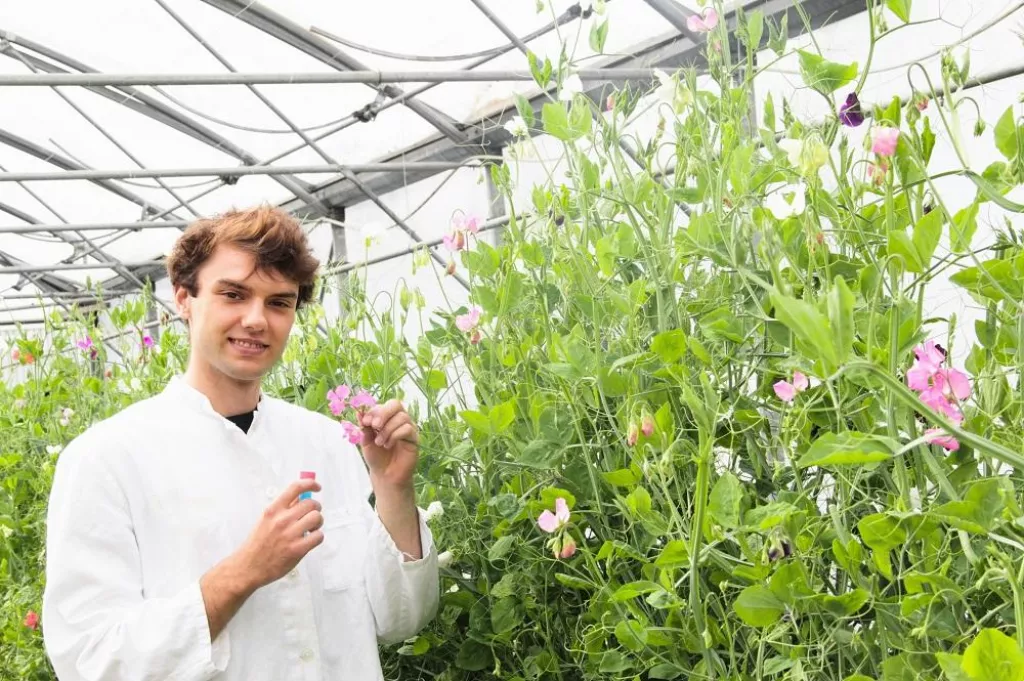 Scientist examining flower in greenhouse