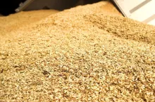 Wheat pile heap close up. Grain harvest on the facility storage.