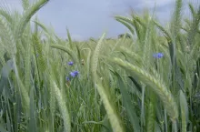 zboże, chaber