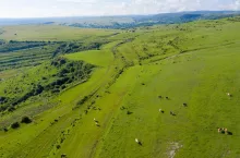 Aerial drone view of cows grazing in alpine meadow
