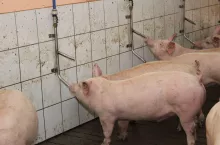 223592