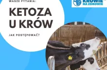 Ketozy-u-krow-Krowie-na-zdrowie