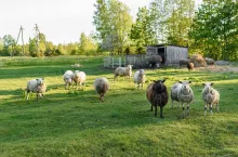 Sheep living in organic friendly farm in Estonia