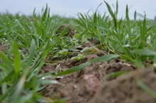 chwasty dwuliścienne w zbożach, odchwaszczanie zbóż na wiosnę, korekta herbicydowa