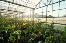 Vegetables Plants Growing In A Greenhouse Witch Made From Metal Profile