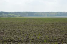 zboża jare, termin siewu zbóż jarych