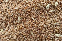 Pszenica - ziarna