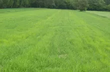 Objawy niedoboru N i Mg - fot. Cz. Szewczuk